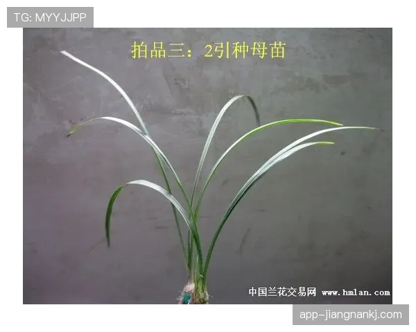 恩佐大赛表现的持续性之谜：昙花一现还是稳定输出？